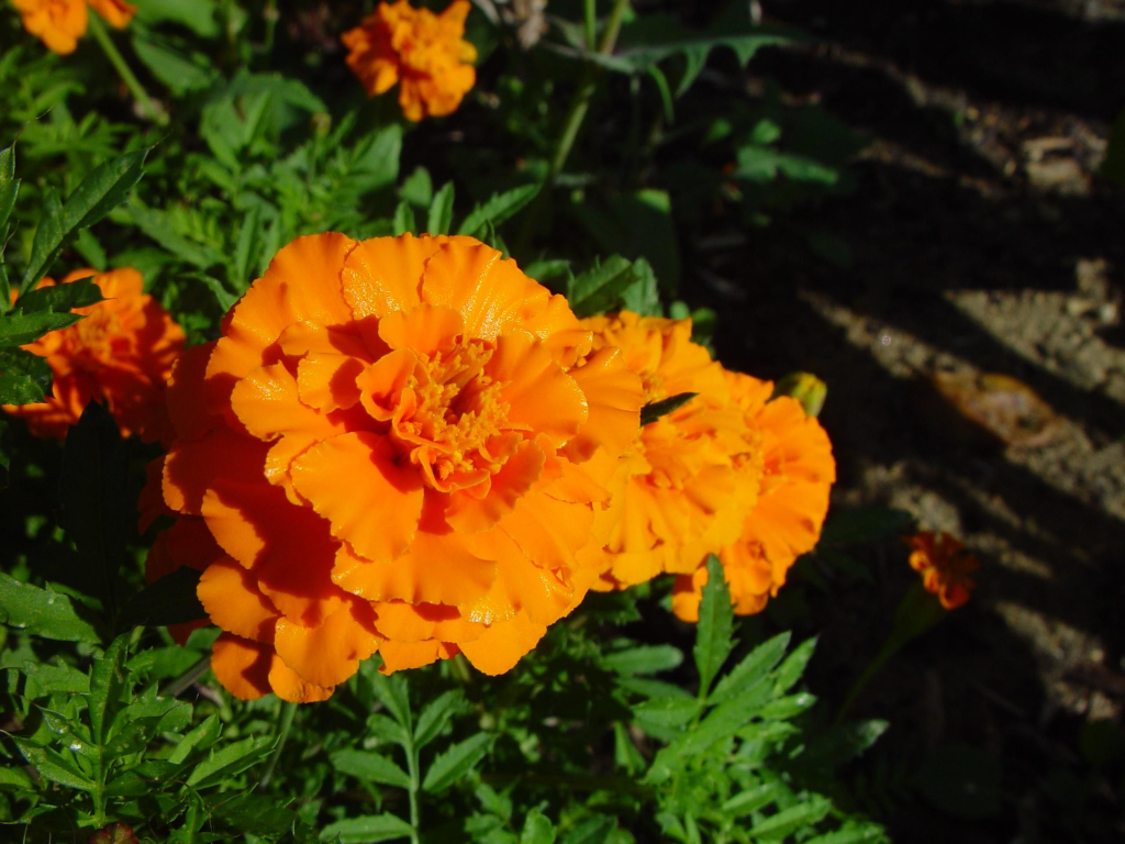 Marigolds (Tagetes spp.)