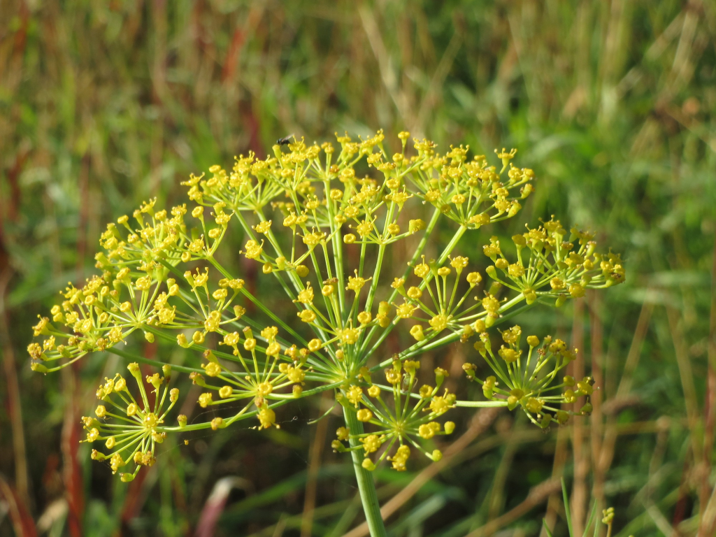 Dill (Anethum graveolens)