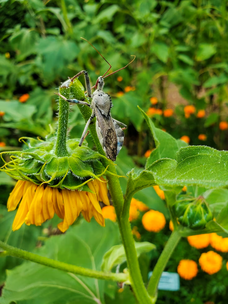 grass hopper on sunflower