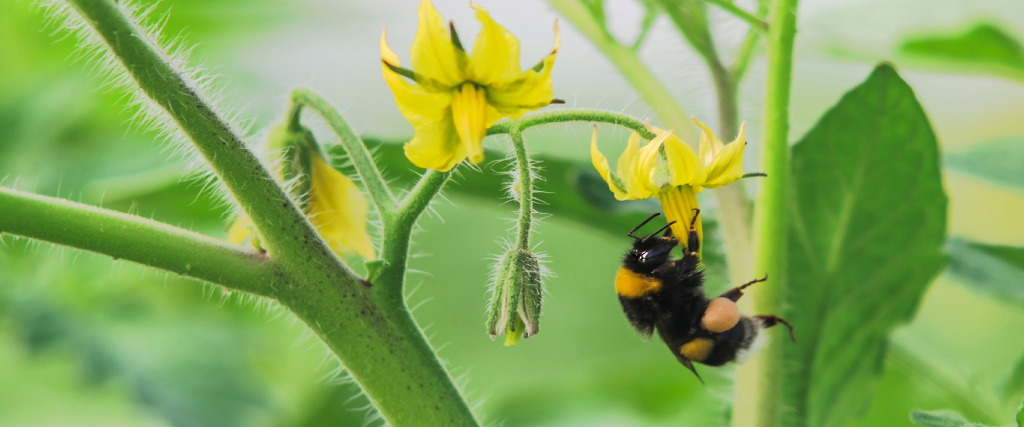 bee on yellow flower