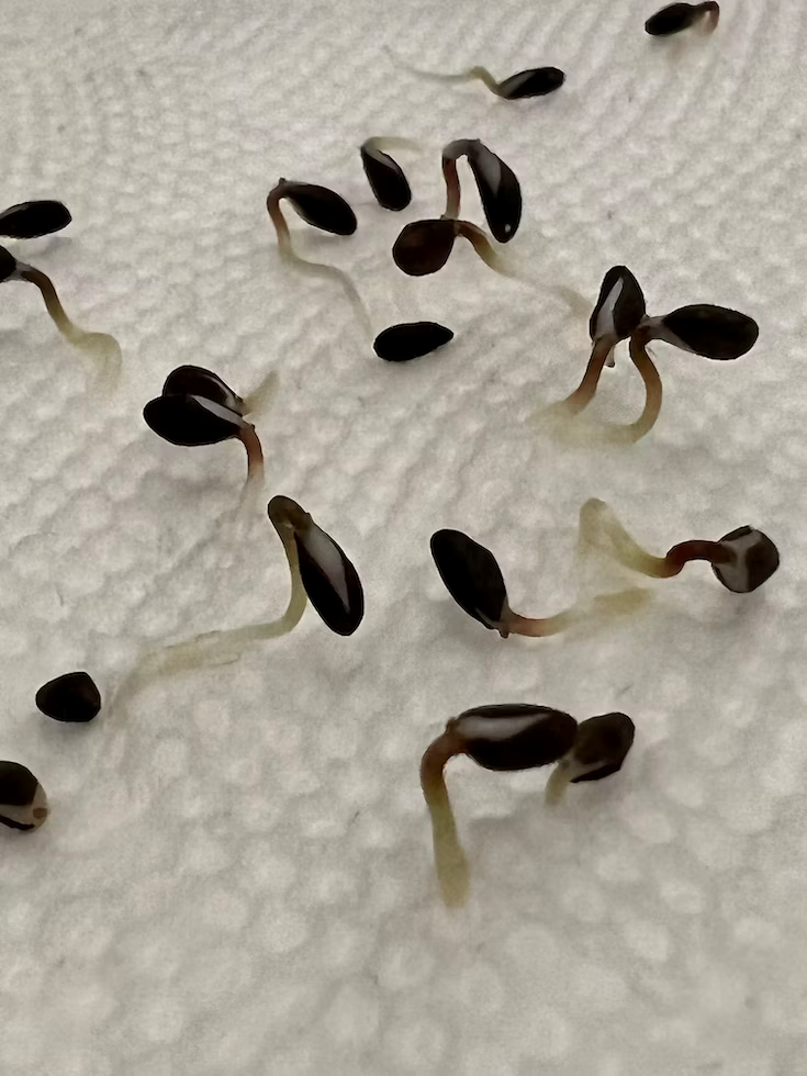 a group of small black bugs crawling on a white surface
