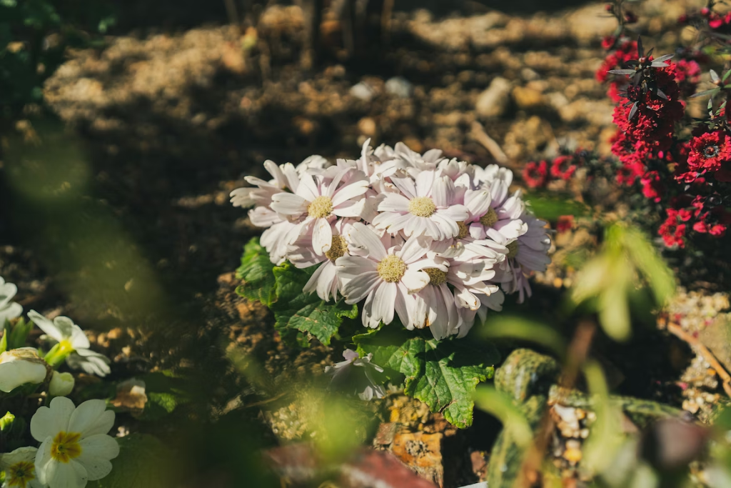 white and purple flowers in tilt shift lens