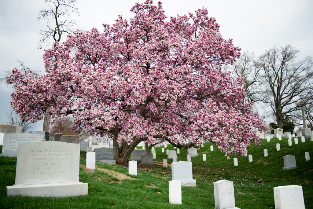 Saucer Magnolia (Magnolia x soulangeana)
