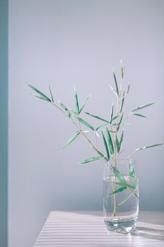 bamboo plant in glass vase