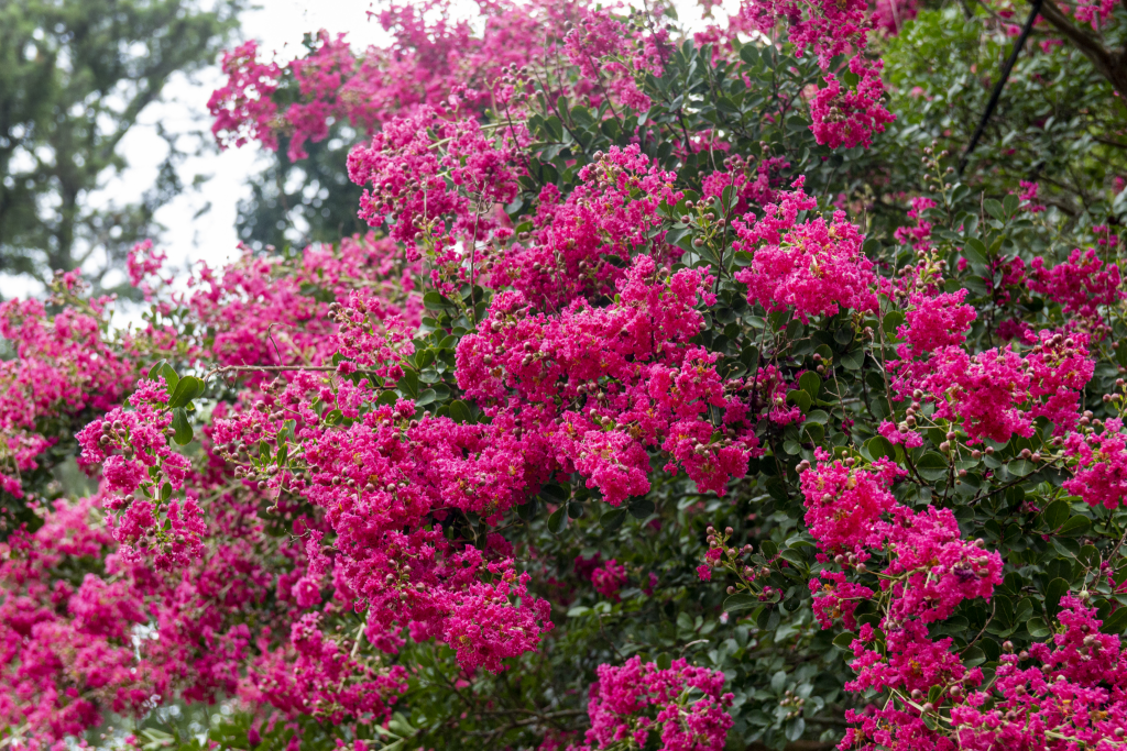 Crape Myrtle (Lagerstroemia)
