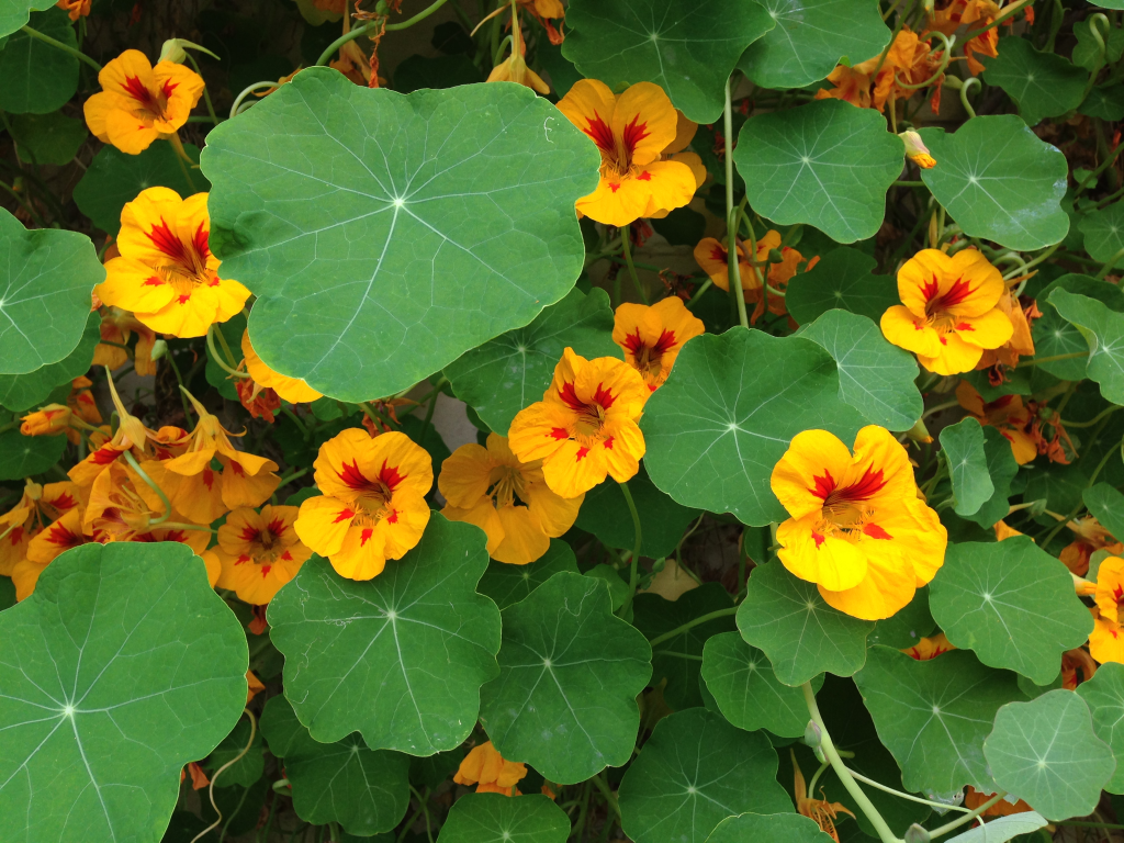 Nasturtiums (Tropaeolum majus)