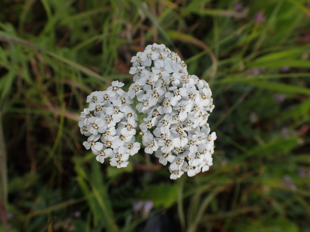 Yarrow (Achillea millefolium)