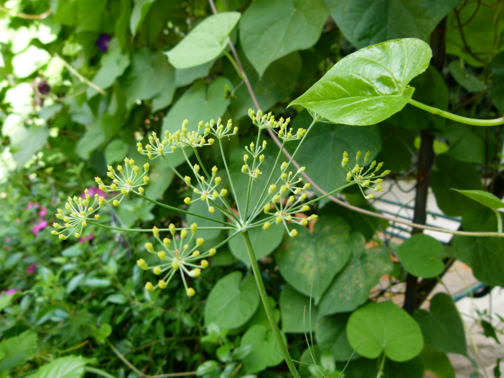 Fennel (Foeniculum vulgare)