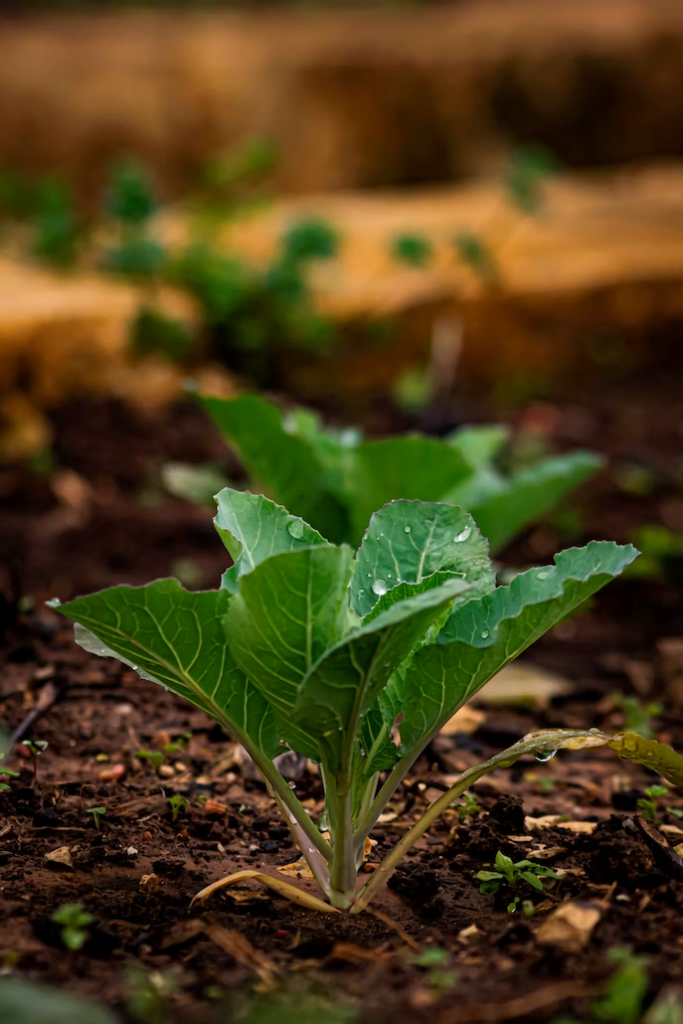 cabbage seedling stage