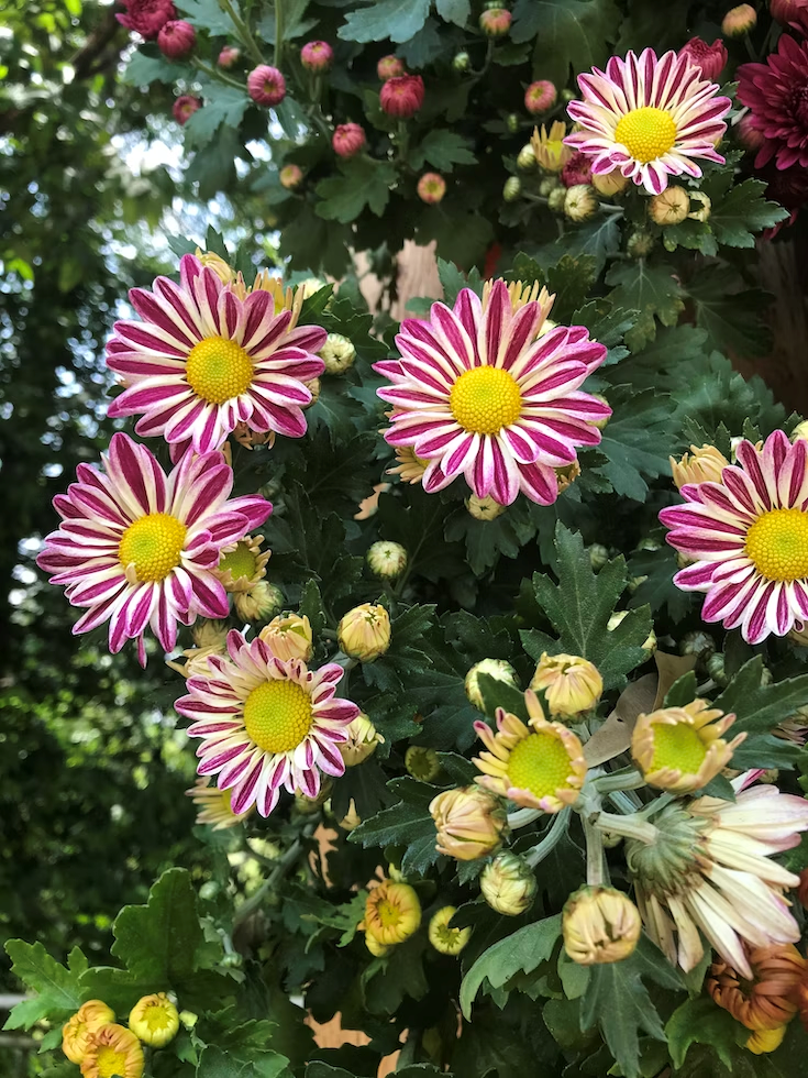 pink and white petaled flowers