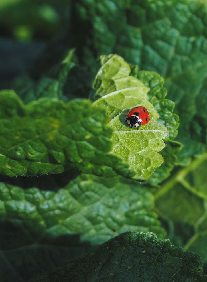 red ladybug on green leaf