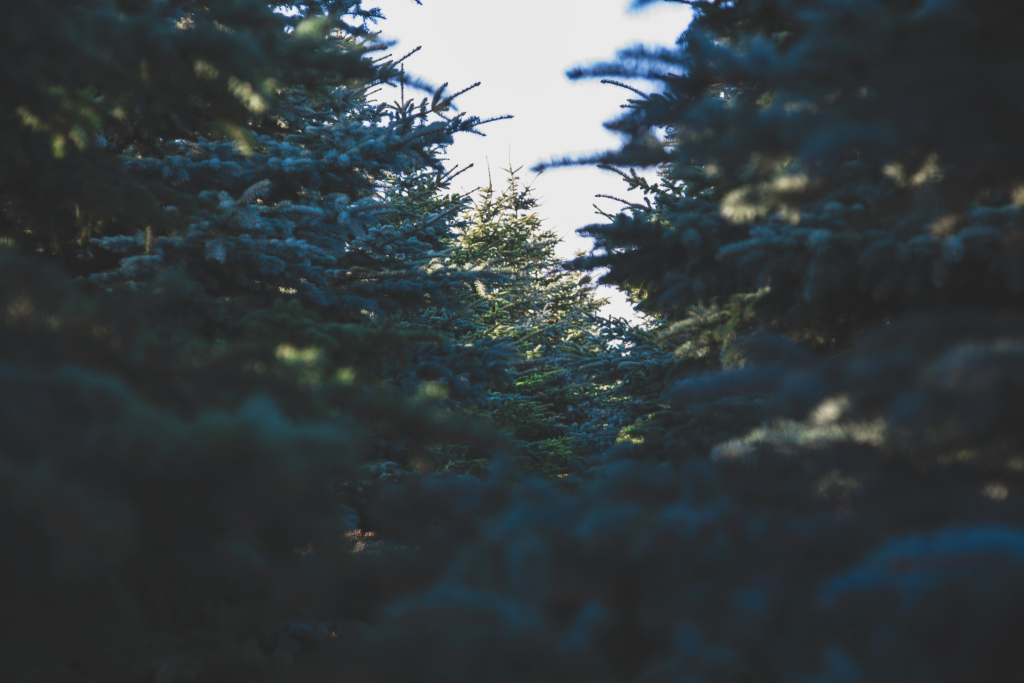 Blue Spruce (Picea pungens)
