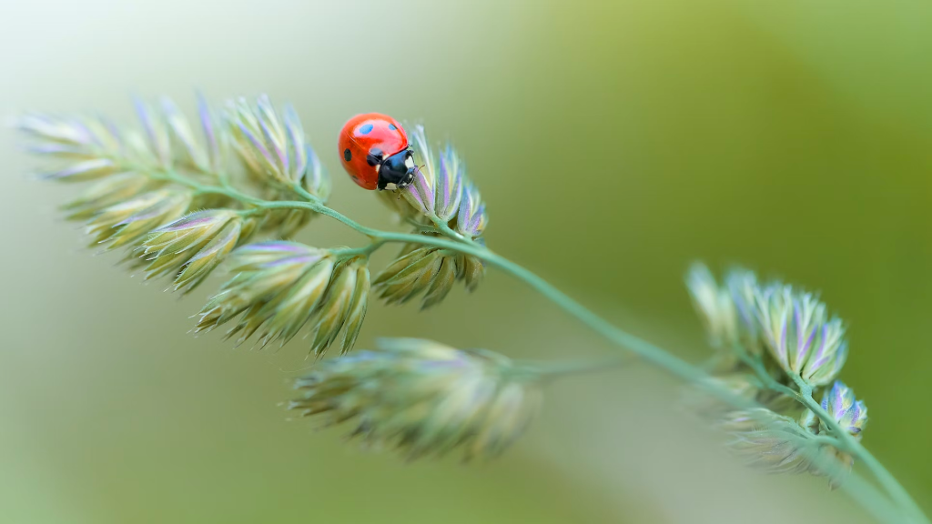 red ladybug perched on green plant in close up photography during daytime