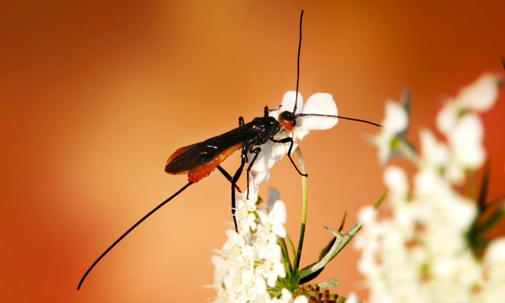 Braconid Wasps (Braconidae)