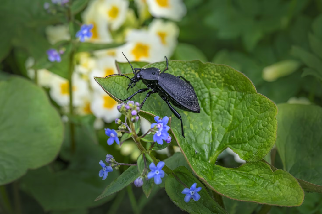 a black bug sitting on top of a green leaf