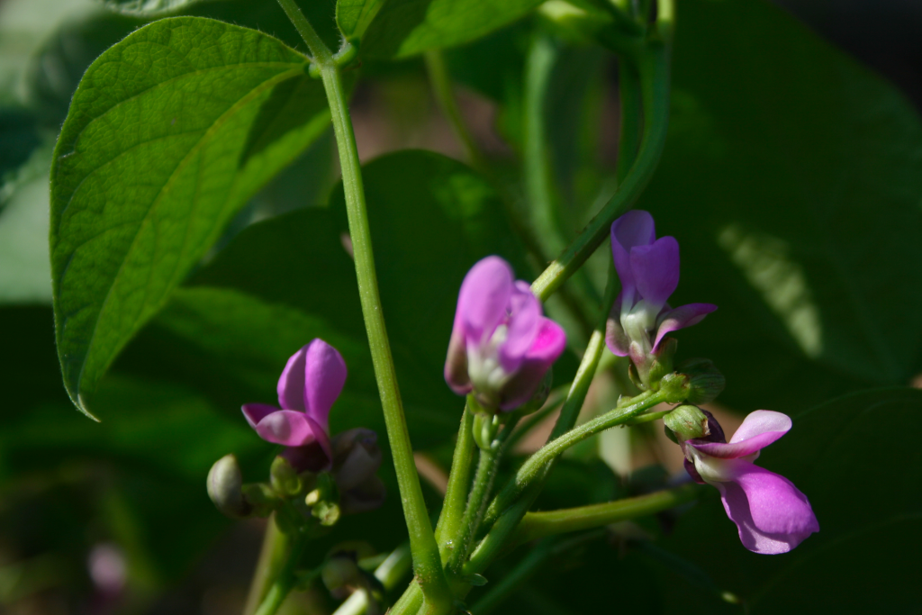 Fabaceae (Legumes)