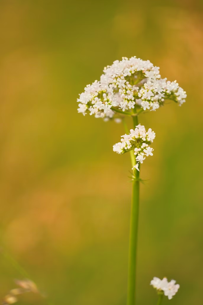 a close up of a flower with a blurry background