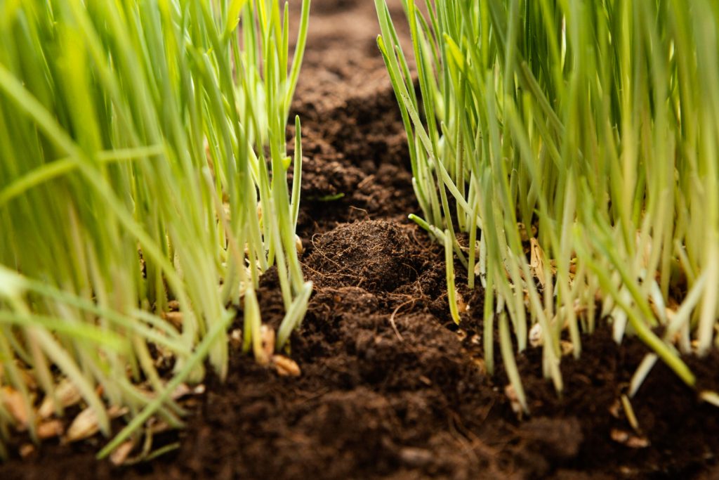 close up of natural soil and grass