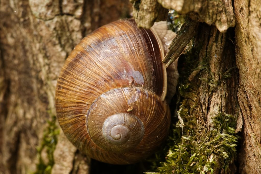 a close up of a snail on a tree