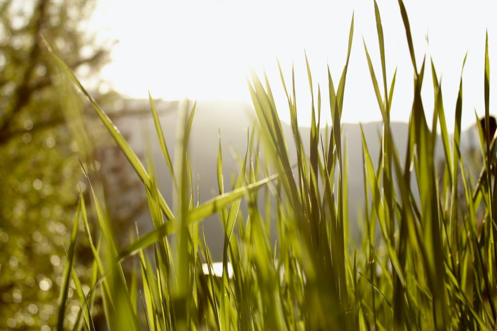 a close up of some grass with the sun in the background