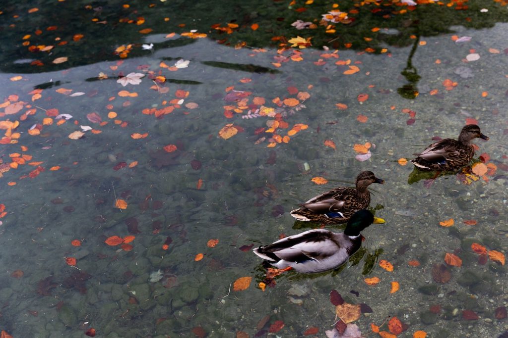 fall season pond
