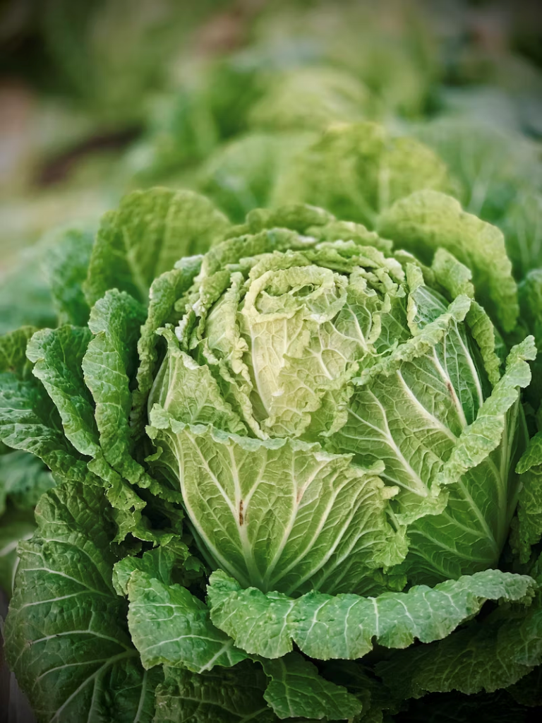 a green cabbage