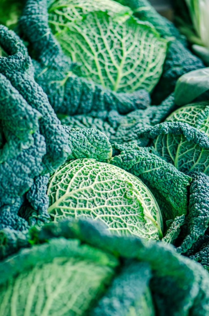 cabbage fruiting stage