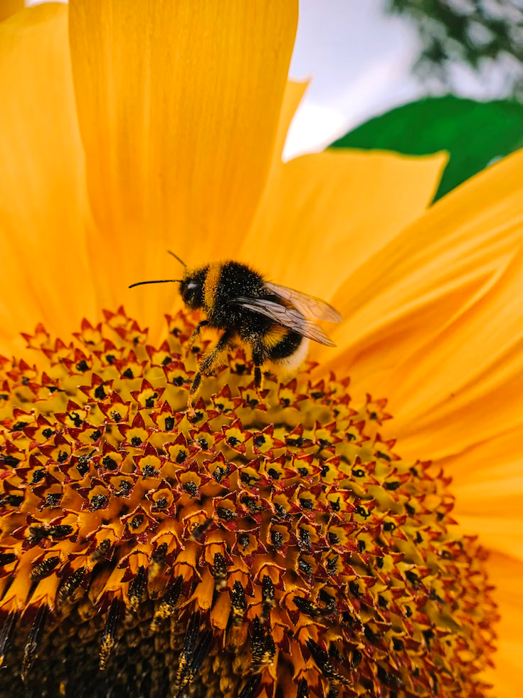 black and yellow bee on yellow flower