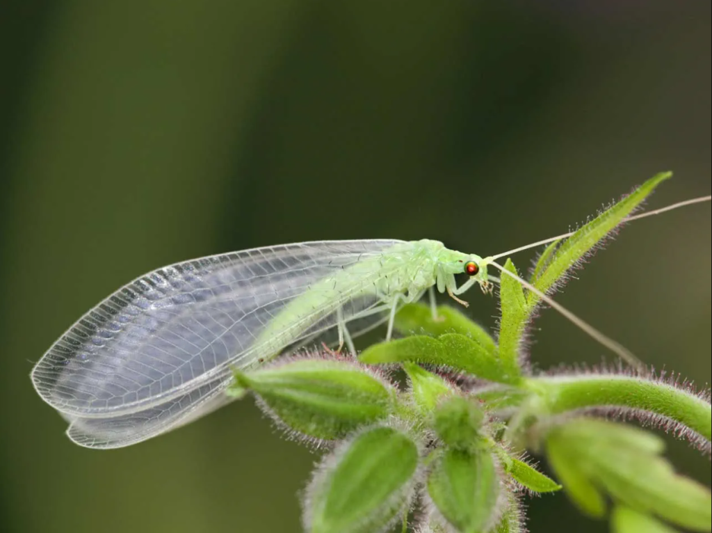 Green Lacewings