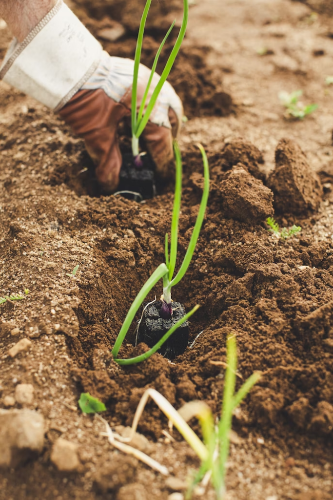 onion plant