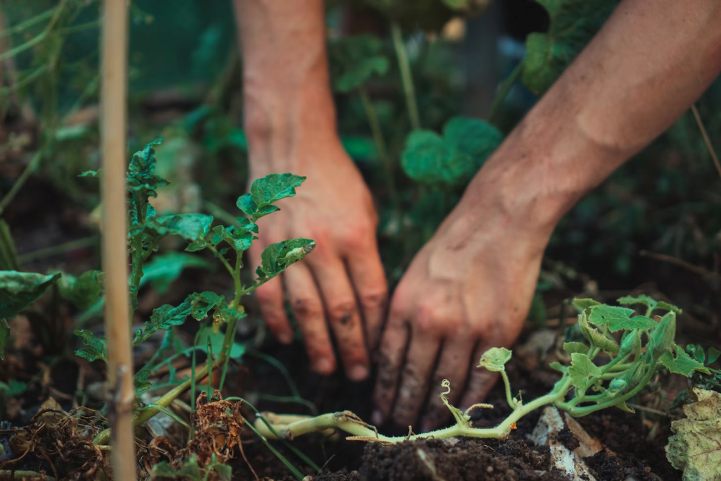 person holding green plant stem
