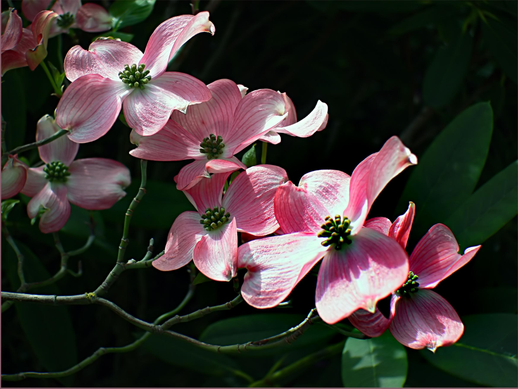 Dogwood (Cornus spp.)
