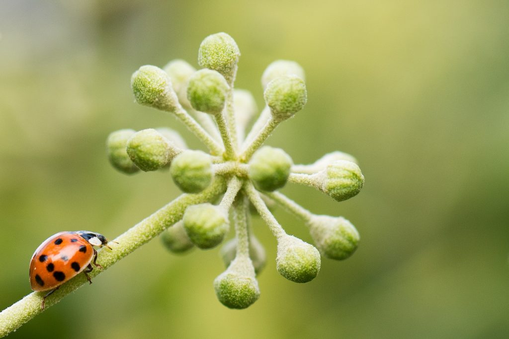 ladybugs