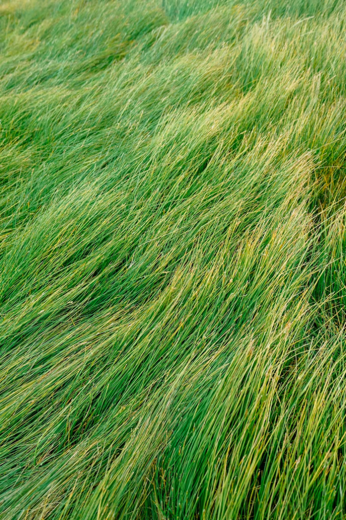 green grass field during daytime