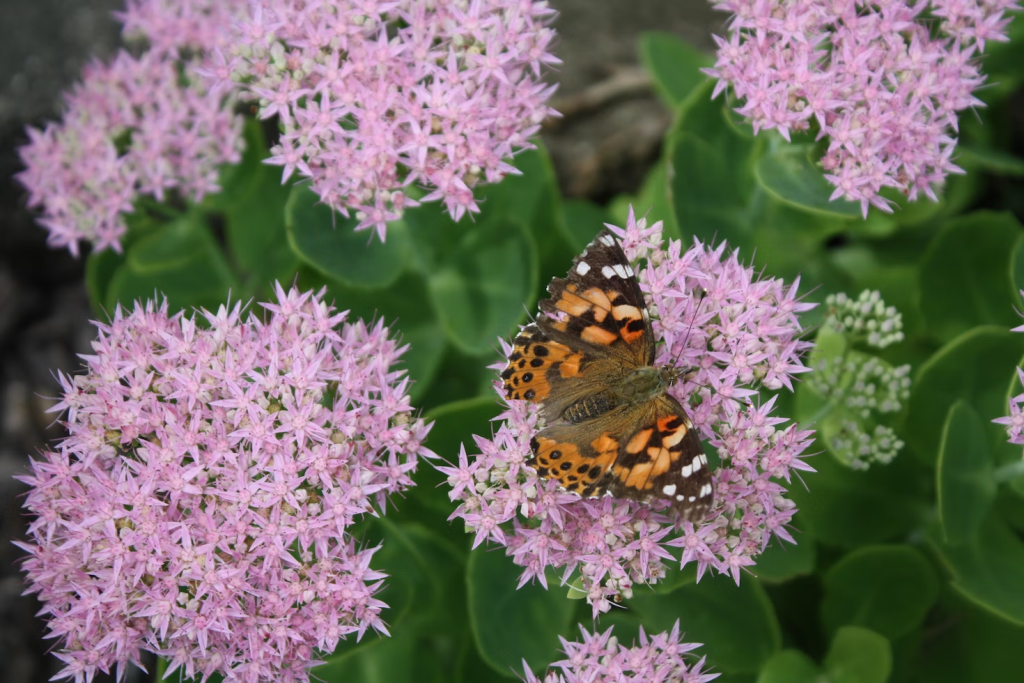 butterfly on pink flower