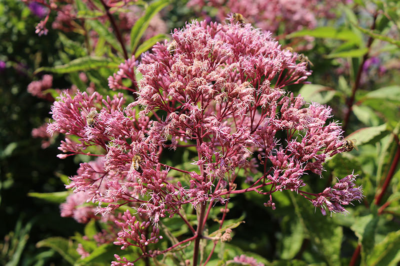 Joe-Pye Weed