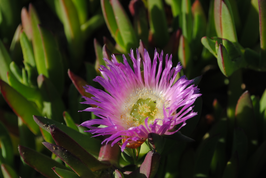 a purple flower