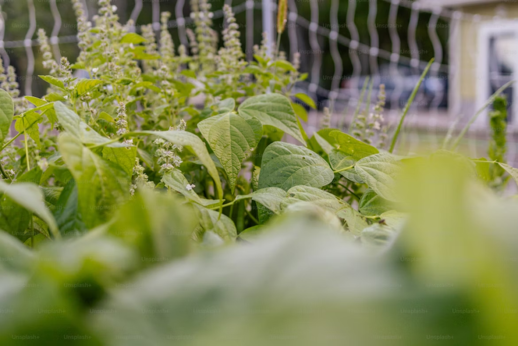 green plants