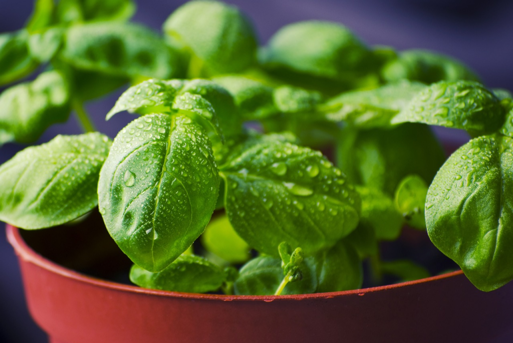 closer look of a green plant in a small pot