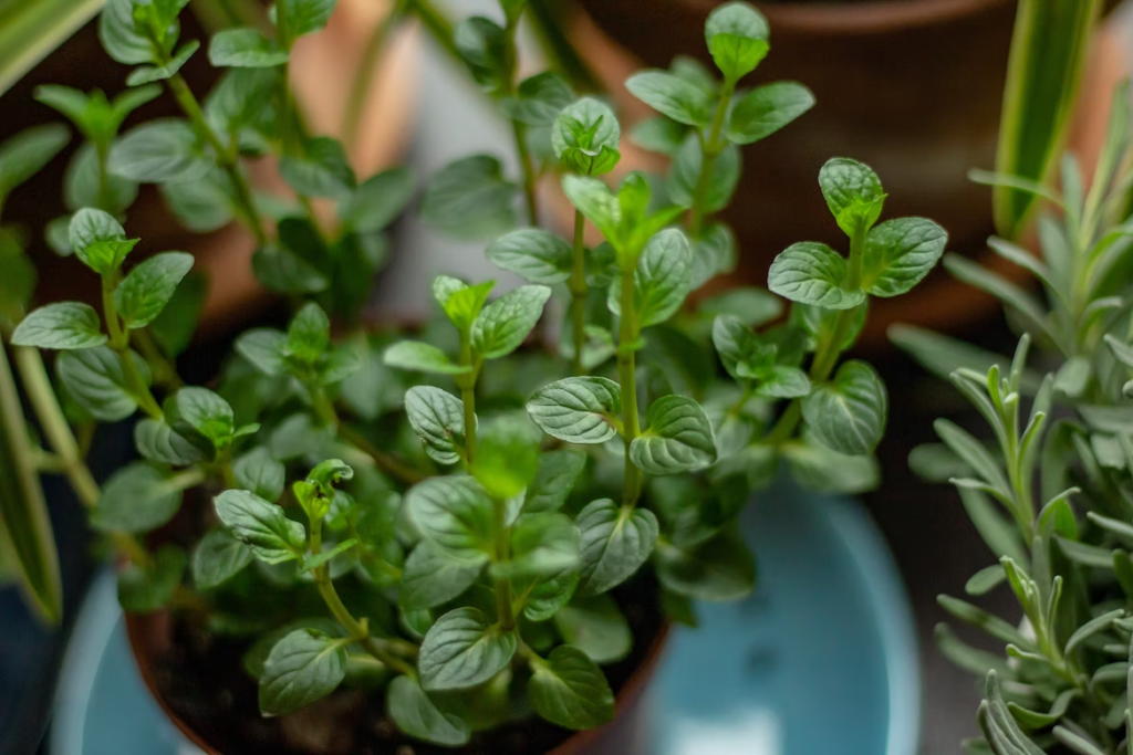 top view of a green plant