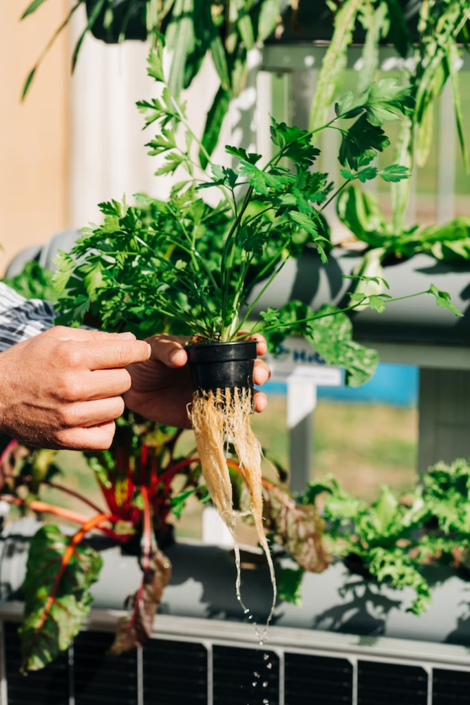 person taking care of indoor herb plant