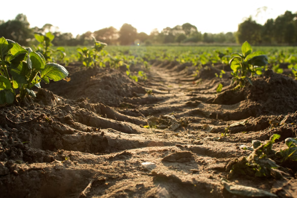 agro field