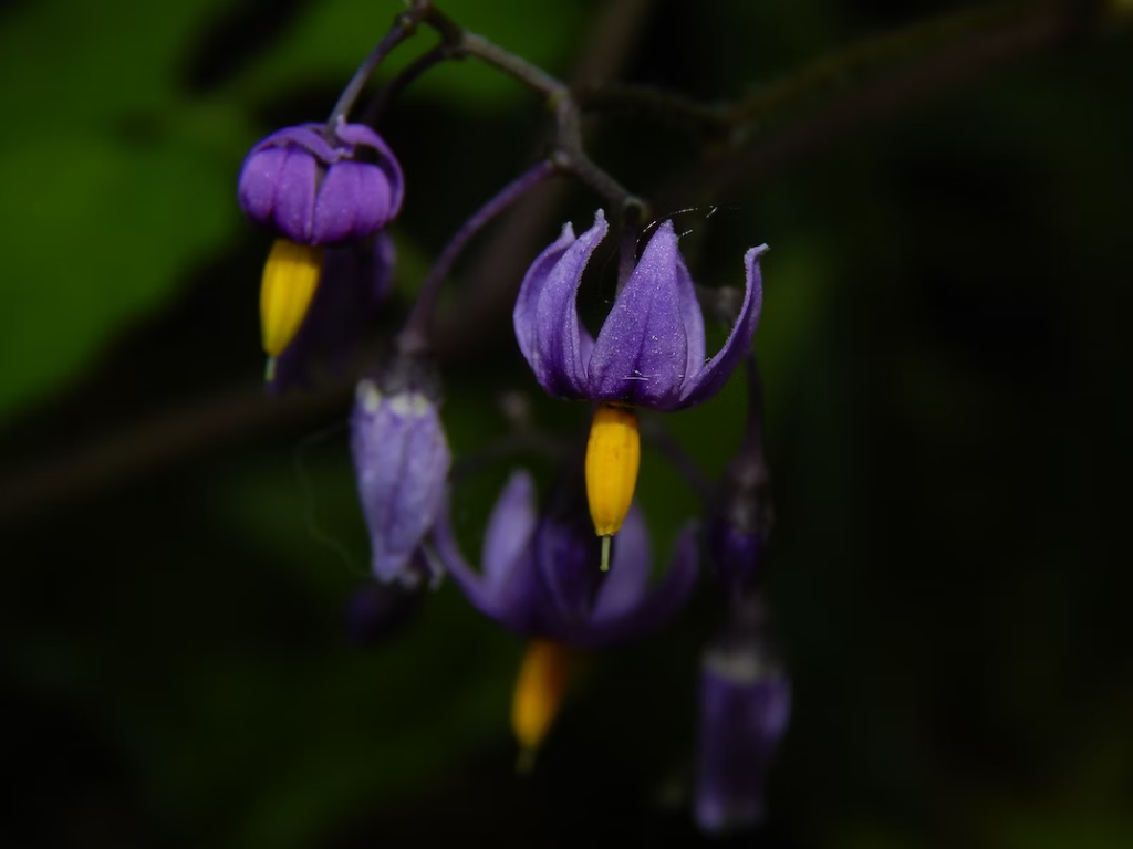 purple Decoy Crops