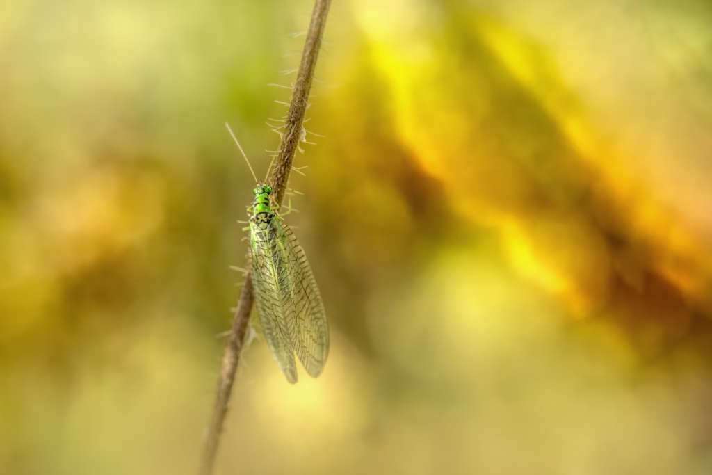 Lacewings