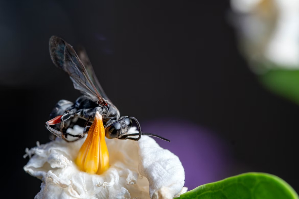 Parasitoid Wasps