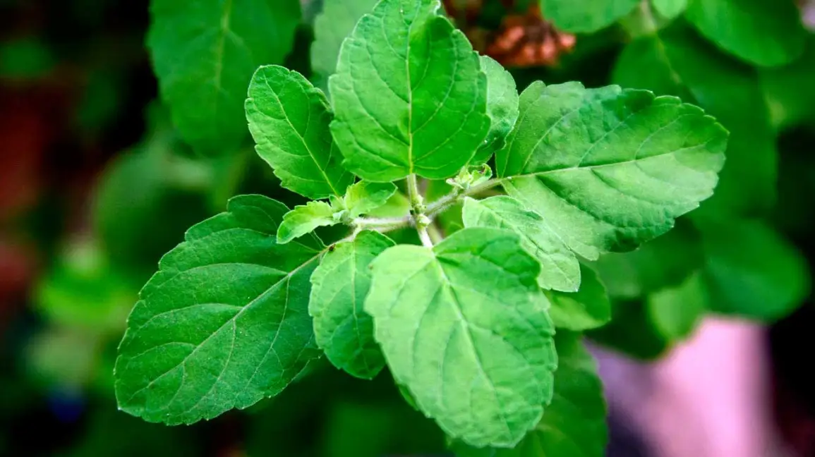 Holy Basil (Tulsi)