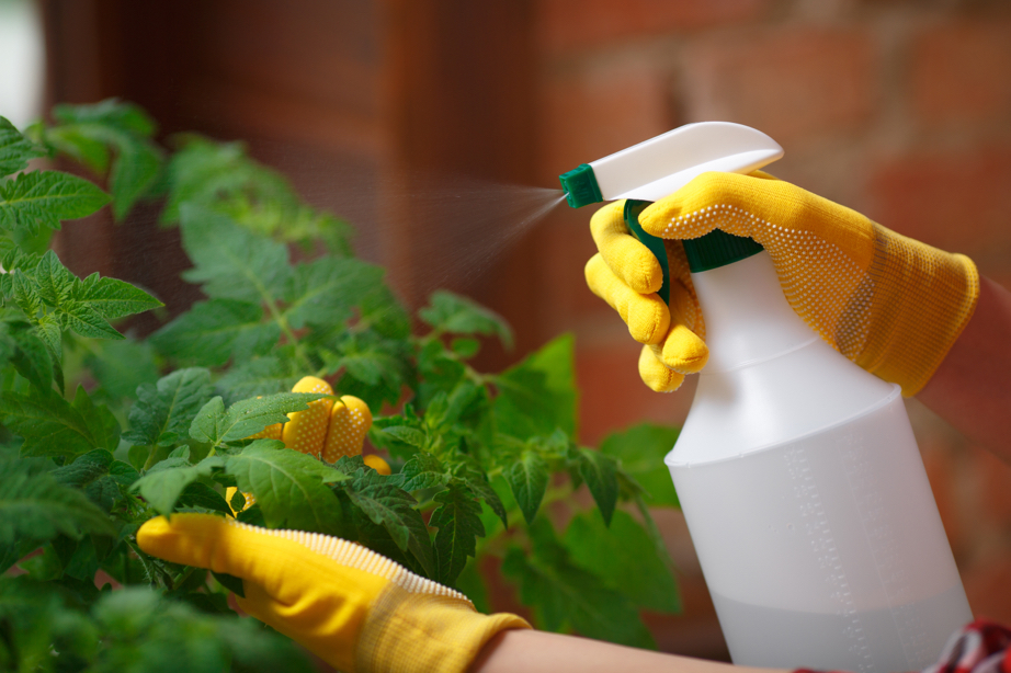 person wearing gloves spraying over leaves