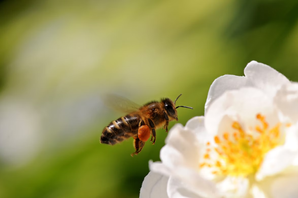 bee on a white flower