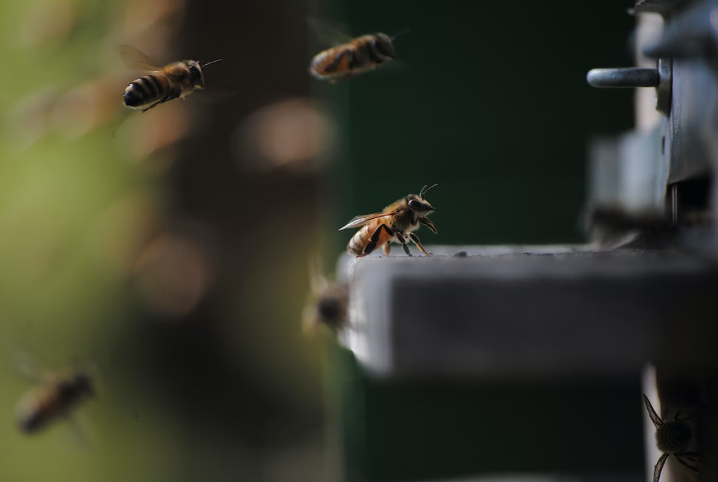 bee insect flying