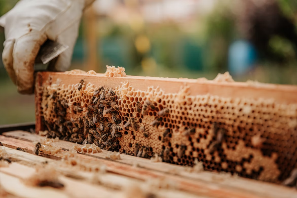 honey collection process from bee hive